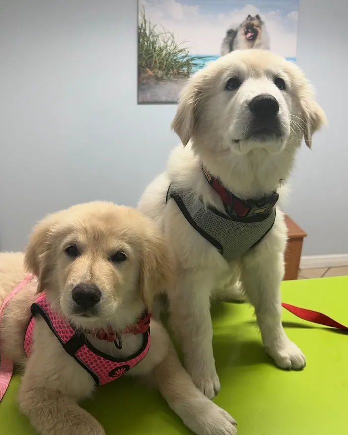 Jupiter Veterinary Hospital & Urgent Care 12