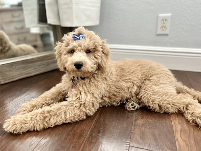 Jupiter Veterinary Hospital & Urgent Care 12