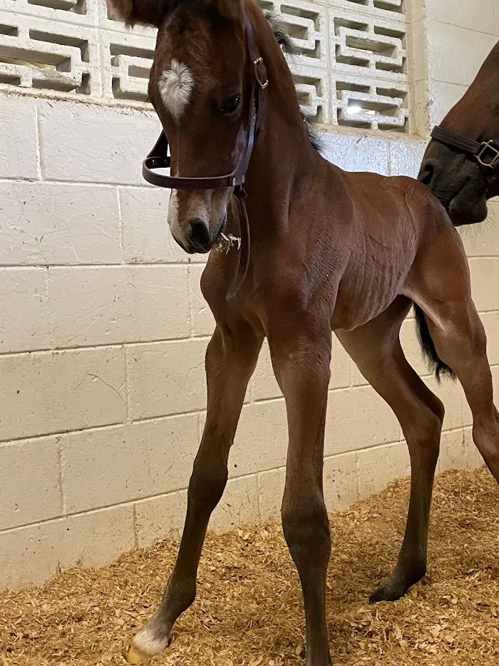 WellGrove Equine 12