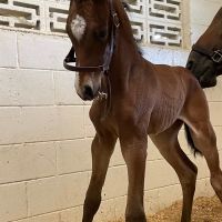 WellGrove Equine ico