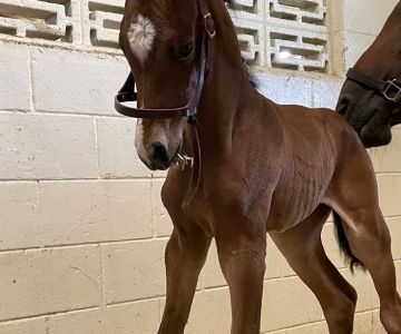 WellGrove Equine