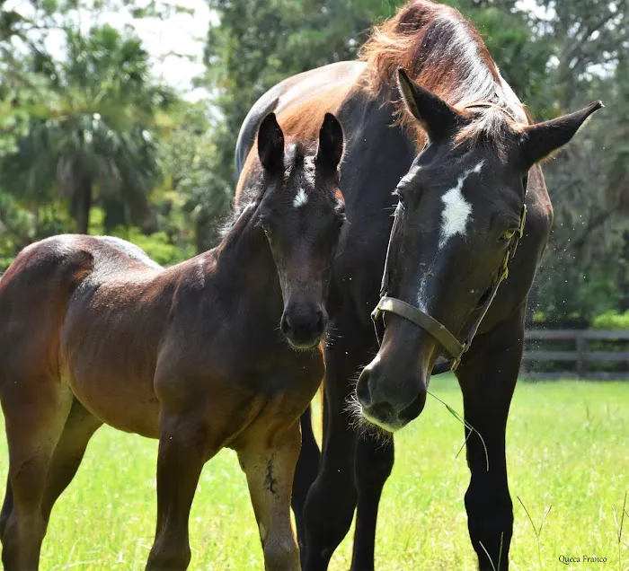 WellGrove Equine 12