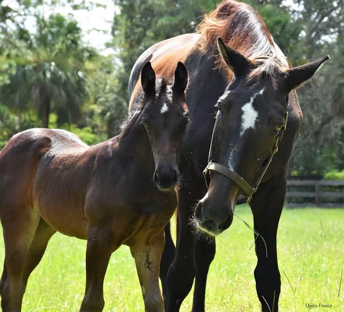 WellGrove Equine 12