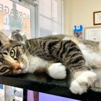Acreage Animal Clinic ico