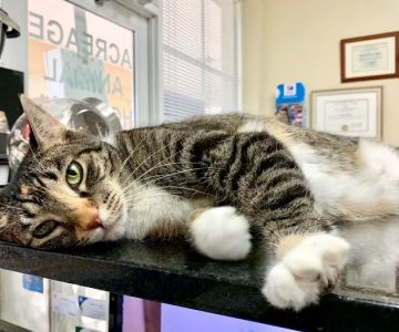 Acreage Animal Clinic