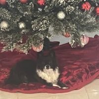 North Mil Animal Clinic ico