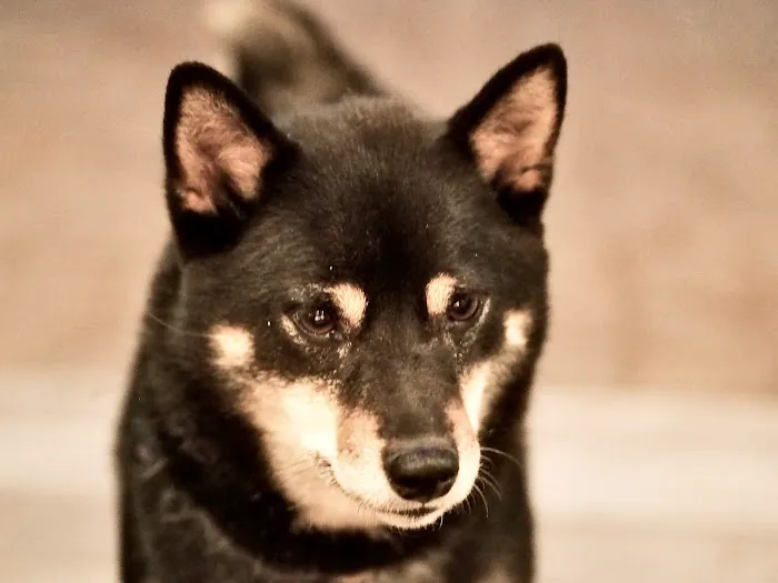 Northlake Animal Hospital 12