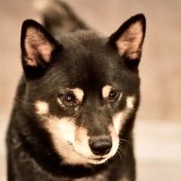 Northlake Animal Hospital ico