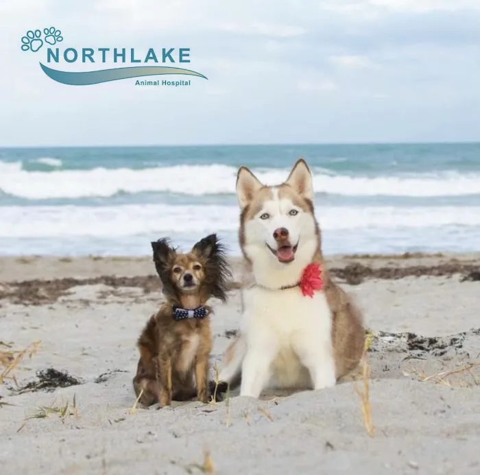 Northlake Animal Hospital 12