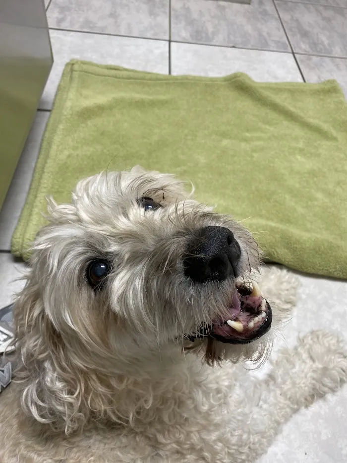 PGA Animal Clinic 12