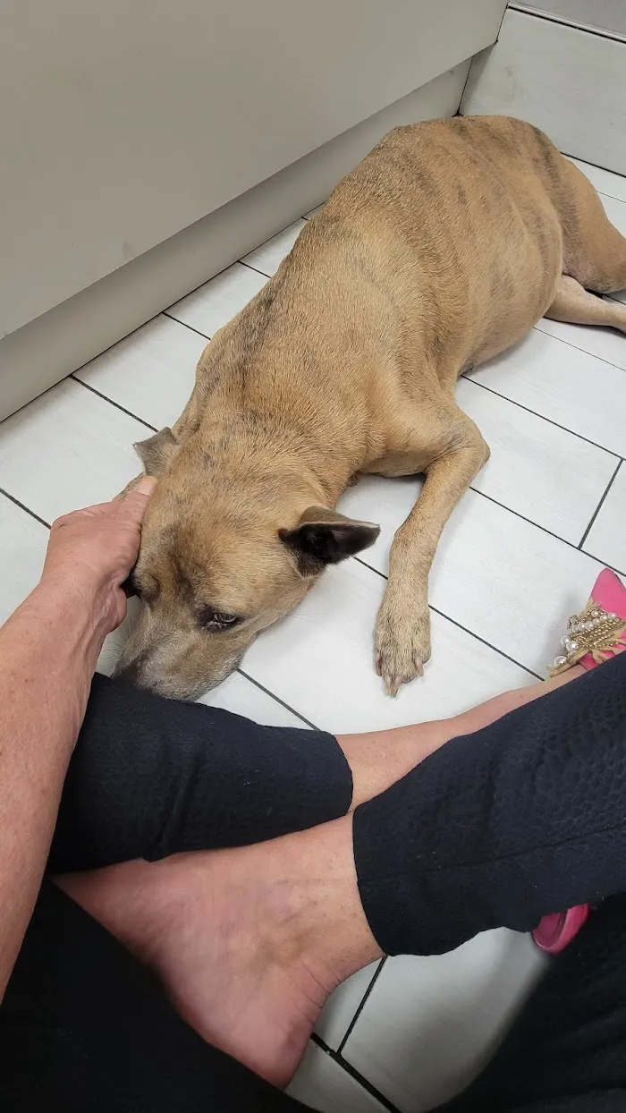 Vet Wellcare Vaccinations Clinic at Pet Supermarket 12