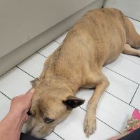 Vet Wellcare Vaccinations Clinic at Pet Supermarket ico