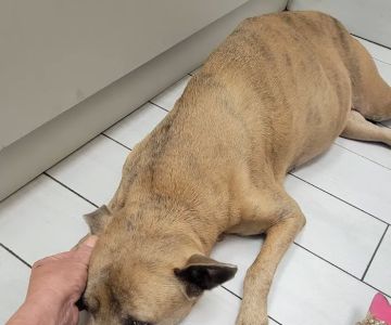 Vet Wellcare Vaccinations Clinic at Pet Supermarket