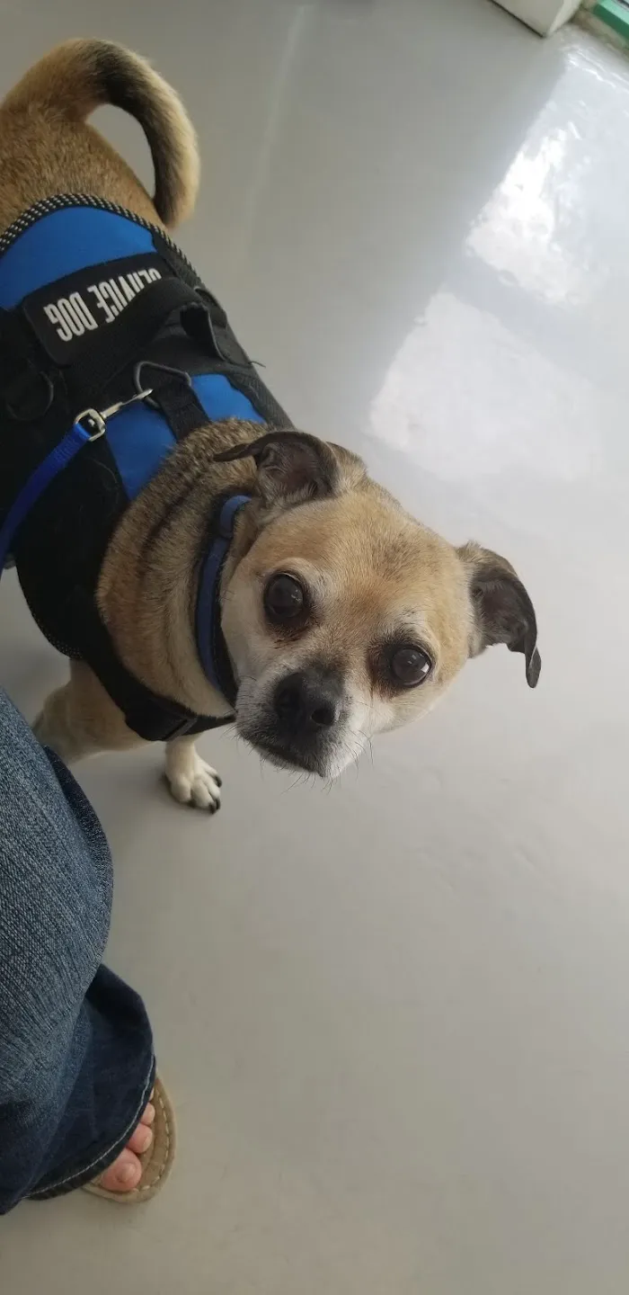 Island Animal Hospital 12