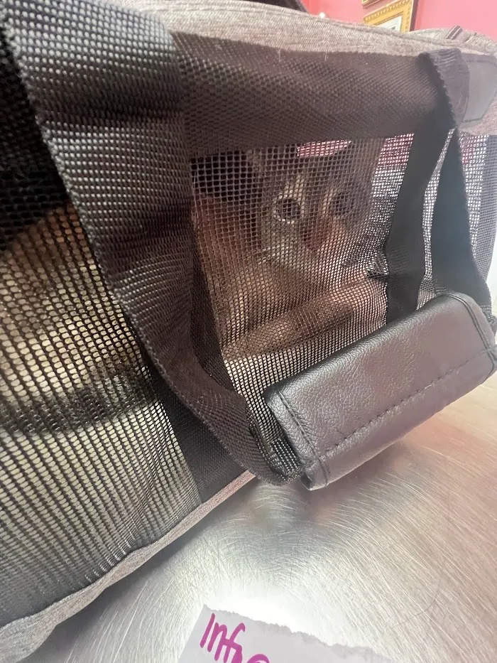 Island Animal Hospital 12