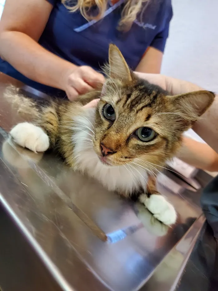 Island Paws Veterinary Hospital 12