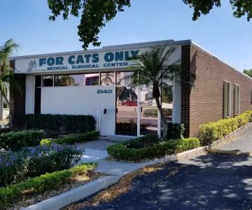 For Cats Only
