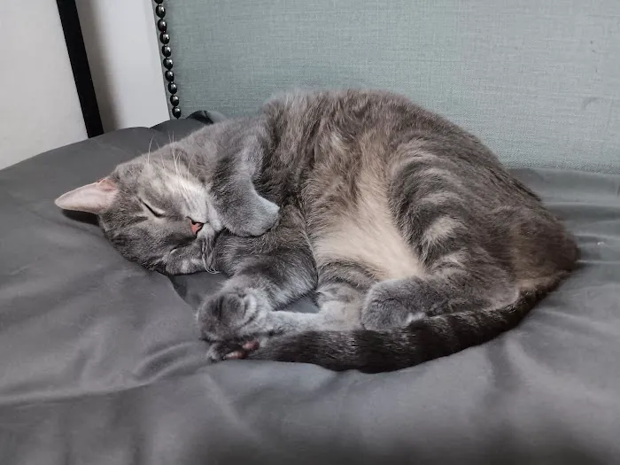 For Cats Only 12