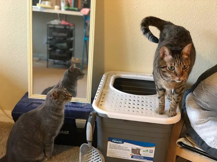 For Cats Only 12