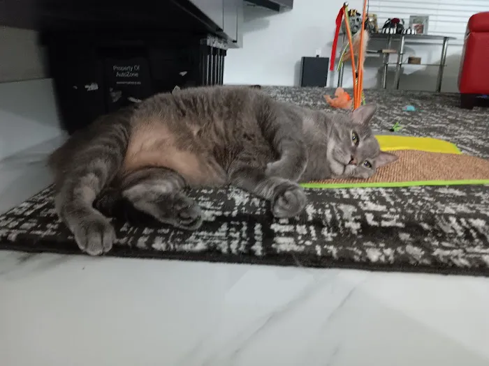 For Cats Only 12