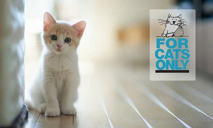 For Cats Only 12