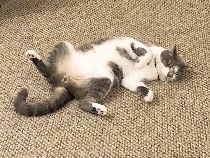 For Cats Only 12