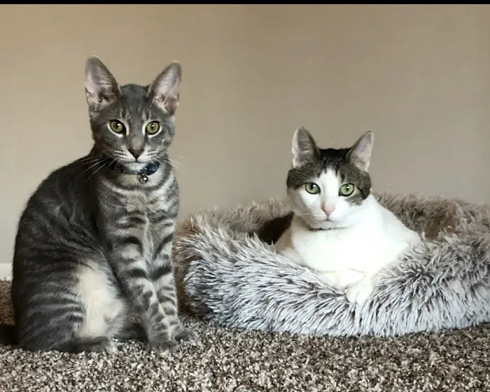 For Cats Only 12