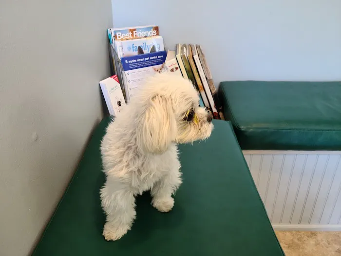 ABCDE Animal Clinic(ALL BIRDS CATS DOGS & EXOTICS) 12