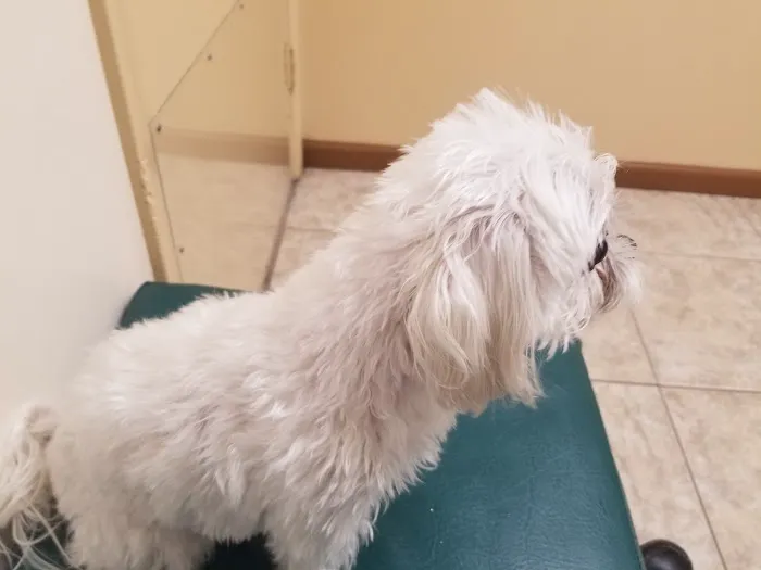 ABCDE Animal Clinic(ALL BIRDS CATS DOGS & EXOTICS) 12