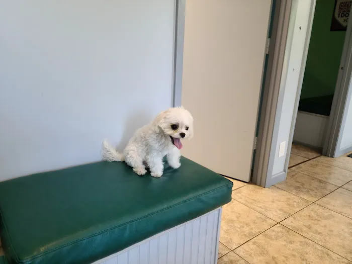 ABCDE Animal Clinic(ALL BIRDS CATS DOGS & EXOTICS) 12