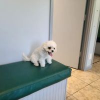 ABCDE Animal Clinic(ALL BIRDS CATS DOGS & EXOTICS) ico