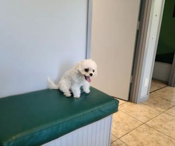 ABCDE Animal Clinic(ALL BIRDS CATS DOGS & EXOTICS)