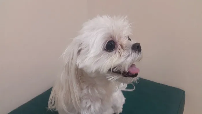 ABCDE Animal Clinic(ALL BIRDS CATS DOGS & EXOTICS) 12