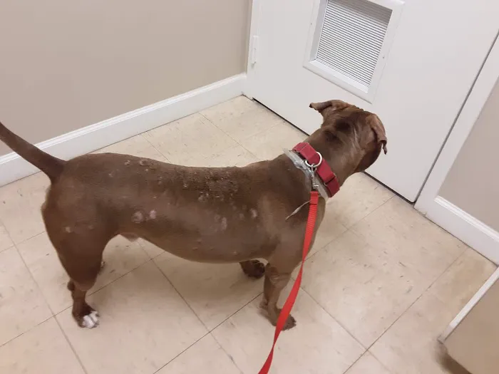 Clear Lake Animal Hospital 12