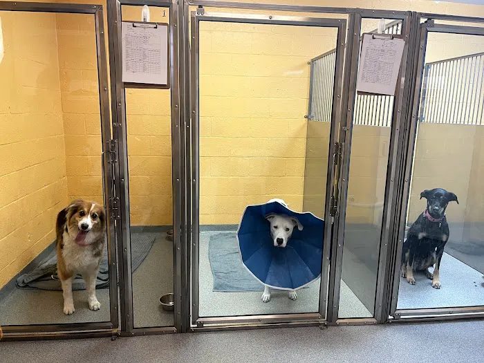 Anzer Animal Hospital 12