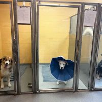 Anzer Animal Hospital ico