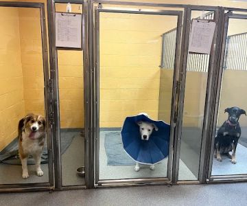 Anzer Animal Hospital