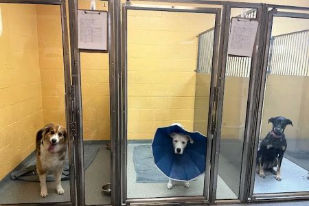 Anzer Animal Hospital