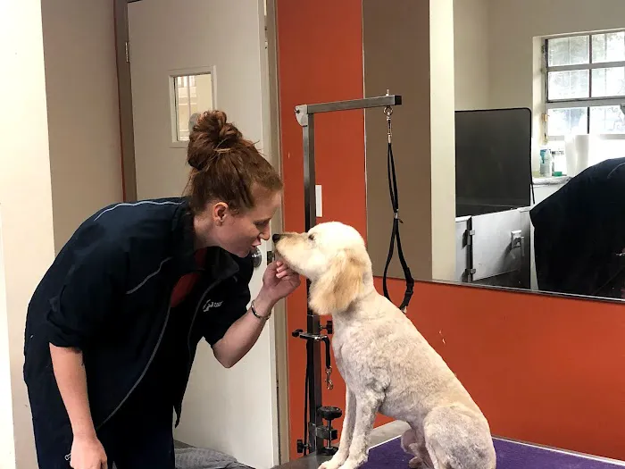 Anzer Animal Hospital 12