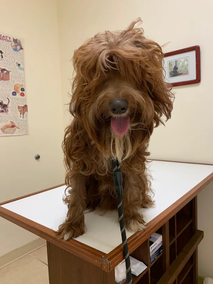 Paws2Health LLC 12