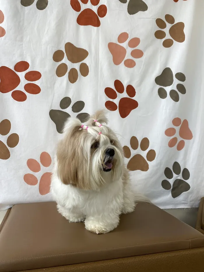 Paws2Health LLC 12