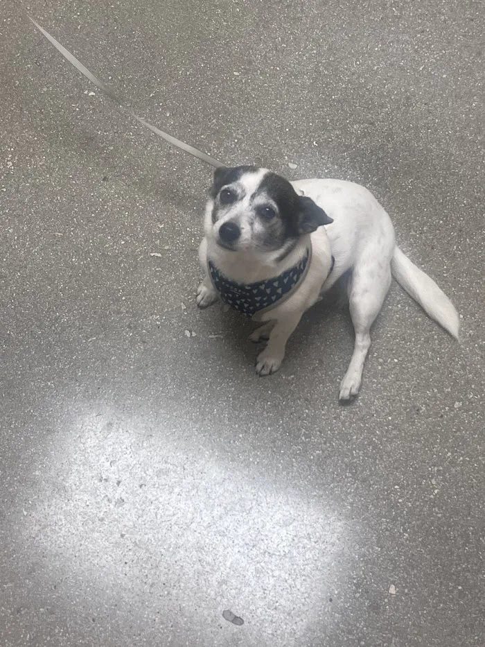 Palm Beach Gardens Animal Hospital - Vetco Total Care 12