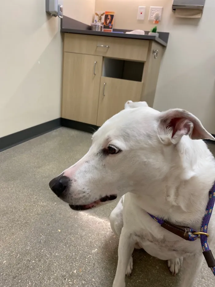 Palm Beach Gardens Animal Hospital - Vetco Total Care 12