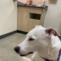 Palm Beach Gardens Animal Hospital - Vetco Total Care ico