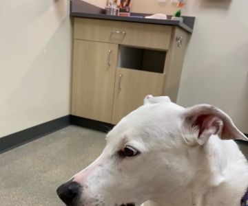 Palm Beach Gardens Animal Hospital - Vetco Total Care