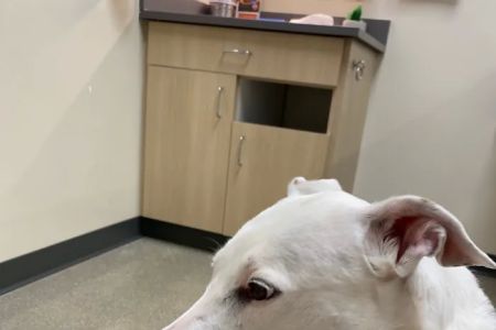 Palm Beach Gardens Animal Hospital - Vetco Total Care