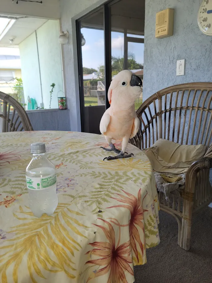 Rainforest Clinic For Birds 12