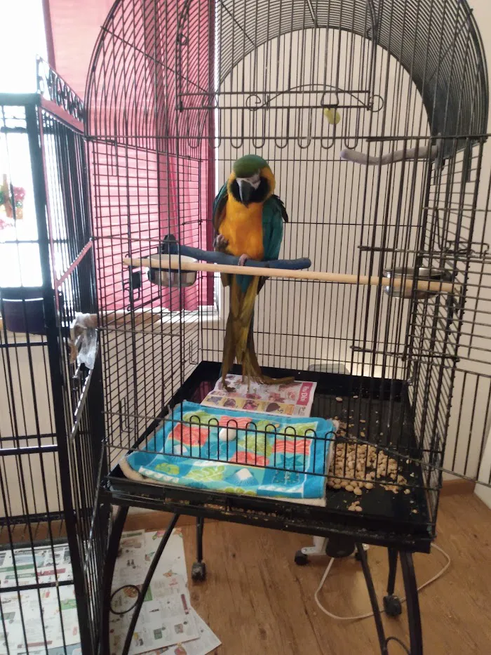 Rainforest Clinic For Birds 12
