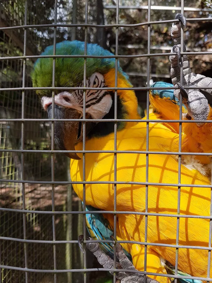 Rainforest Clinic For Birds 12