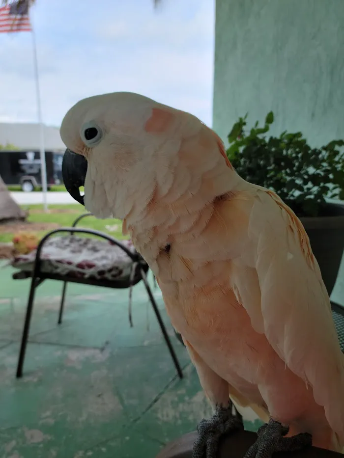 Rainforest Clinic For Birds 12